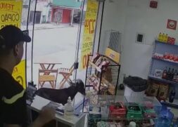 Como as imagens do "furto" viralizaram, o proprietário do bode foi encontrado