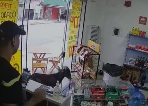 Como as imagens do "furto" viralizaram, o proprietário do bode foi encontrado