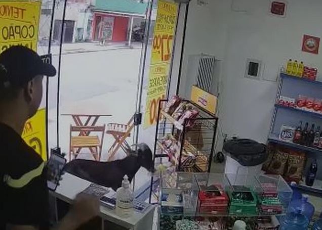 Como as imagens do "furto" viralizaram, o proprietário do bode foi encontrado