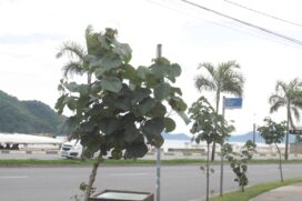 Árvores serão plantadas até o final deste ano em bairros específicos