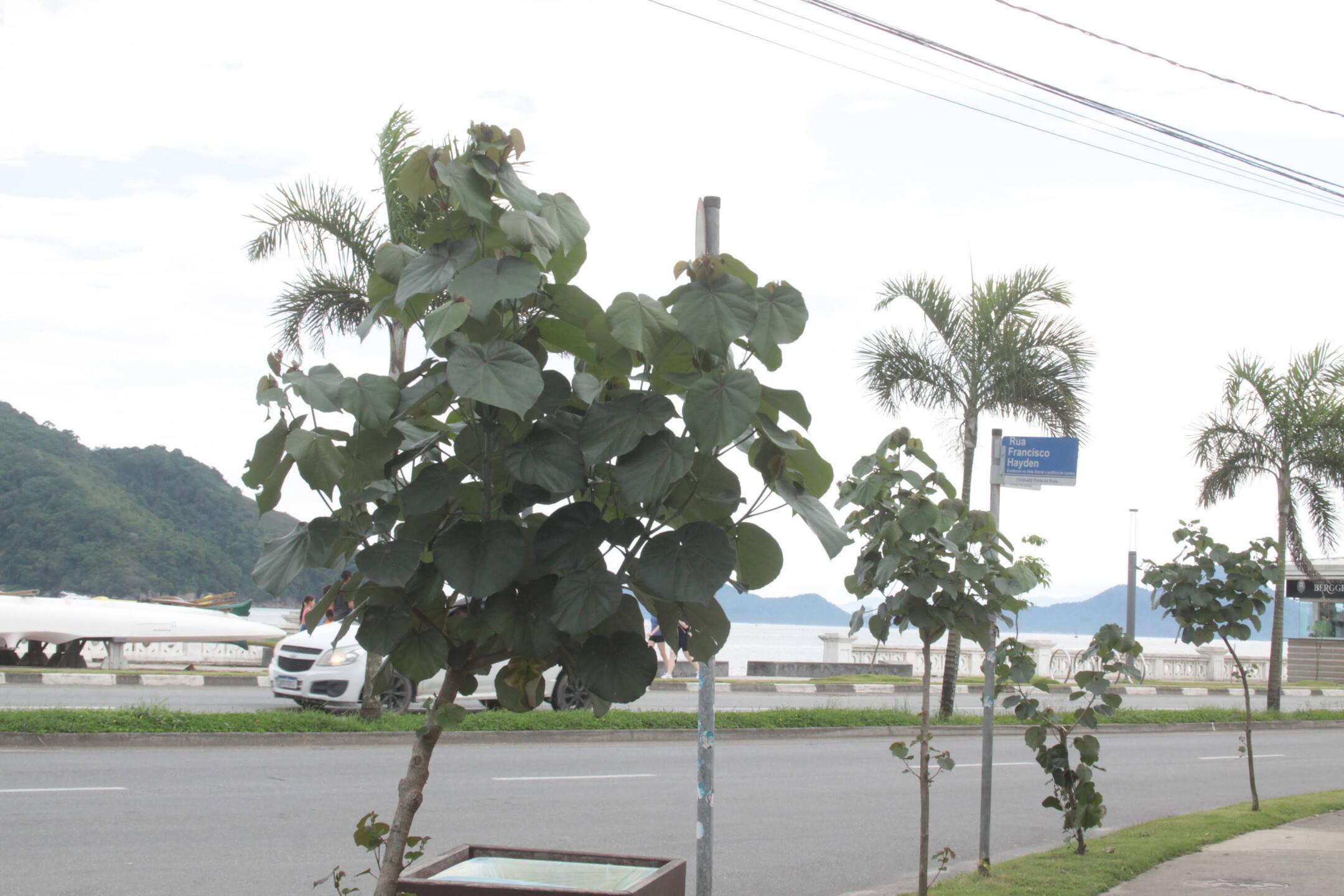 Árvores serão plantadas até o final deste ano em bairros específicos