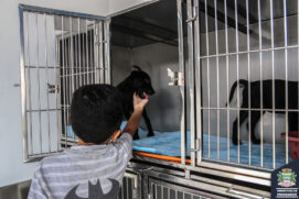 Cães e gatos podem ser adotados em Mongaguá por quem quer um pet