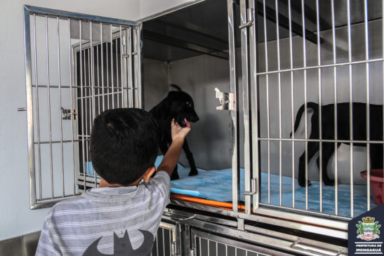 Cães e gatos podem ser adotados em Mongaguá por quem quer um pet