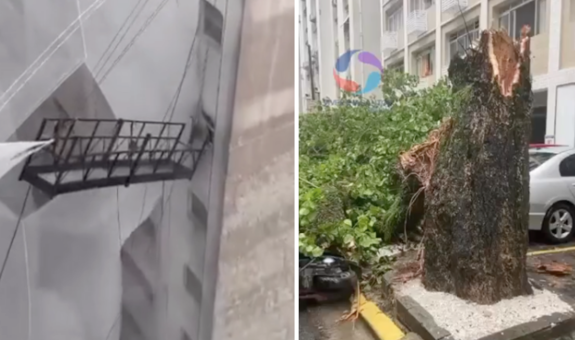 Árvore caiu sobre veículos estacionados