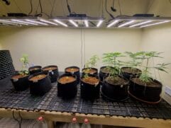 Somado aos objetos ilícitos apreendidos, os policiais civis recolheram 9 embalagens de fertilizantes, 13 vasos para plantas, balança de precisão e milhares de embalagens plásticas utilizadas para embalar os entorpecentes