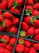 Morangos podem ser boa opção de alimento doce para enviar às crianças