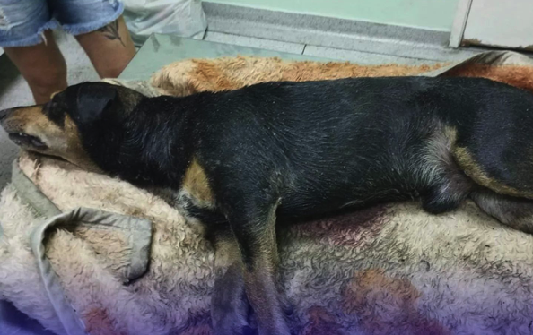 Além do cachorro, e dos suspeitos, uma moradora ficou ferida por estilhaços de vidro