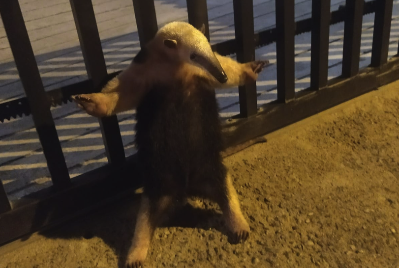 Com a criação das APAs, Guarujá garante a preservação de quase 50% de todo seu território