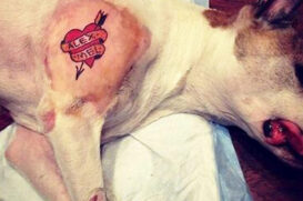 O projeto estipula multa de R$ 1.500 por cada animal que for submetido à tatuagem ou à colocação de piercing