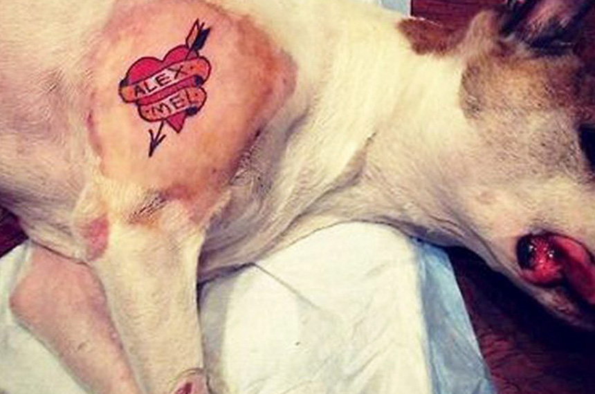 O projeto estipula multa de R$ 1.500 por cada animal que for submetido à tatuagem ou à colocação de piercing