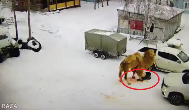 O incidente ocorreu depois que um vigia chamado Yury, 51, atingiu o camelo ao tentar movê-lo, fazendo com que ele ficasse furioso e o atacasse