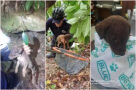O cão provavelmente foi jogado e abandonado no local