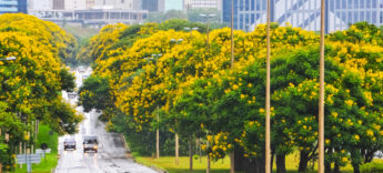 Vegetação proporciona benefícios diretos em áreas urbanas