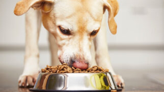 Projeto irá atender tutores de animais domésticos que vivem em situação de vulnerabilidade social