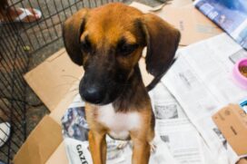 Quem comparecer às feiras-livres terá oportunidade de adotar os cães e gatos