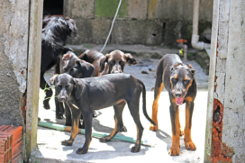 Dos seis cães que estão nas ruas, quatro aparentam ser mais novos, e estão sem comida ou água e à espera da tutora