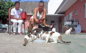 Todos os gatos resgatados por Lucinete já estão castrados