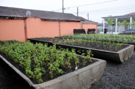 O projeto Horta Comunitária é desenvolvido pela equipe da Secretaria de Habitação