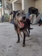 A Prefeitura estimula a adoção tardia de cães