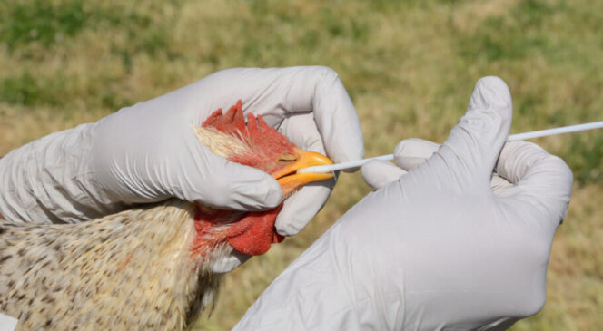 A medida, de acordo com a pasta, tem como objetivo evitar que a doença chegue à produção de aves de subsistência e comercial