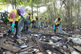 Ação de limpeza será feita por voluntários em área de mangue