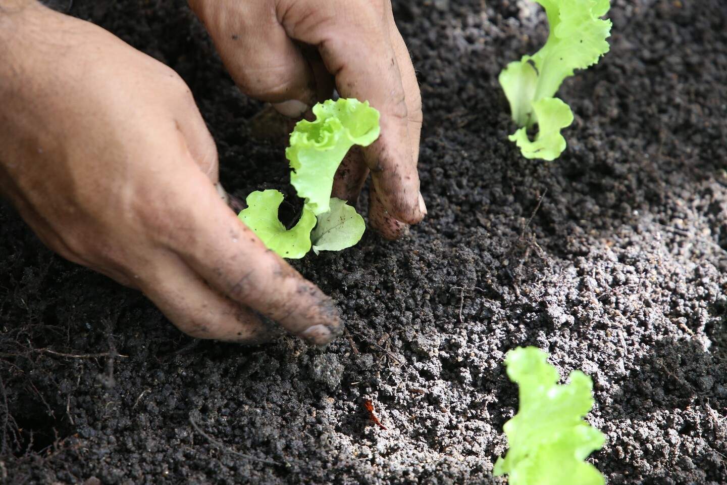 Chuvas intensas atingiram as roças de alface em Mogi das Cruzes e Ibiúna, no Cinturão Verde da Grande São Paulo na semana encerrada no dia 26