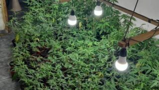 Também foram encontrados pés de maconha