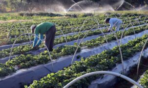 O setor do agronegócio paulista terminou o mês de abril com saldo positivo de empregos