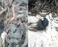 Lama oriunda da dragagem atinge inúmeras espécies da fauna marítima, consequentemente pescadores, familiares e população