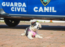 Nova integrante do Canil de Itanhaém