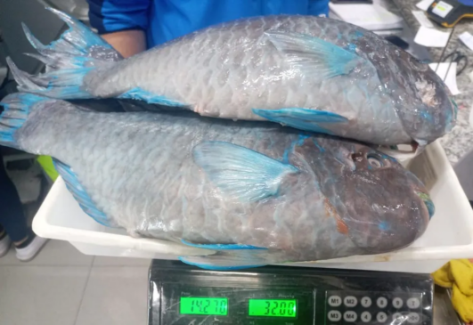 Cinco peixes-papagaio são apreendidos em Santos