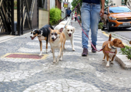 Denúncias deverão ser feitas à Ouvidoria Municipal, via 162
