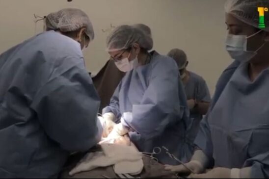A doação foi autorizada pela família de um homem de 46 anos que teve um acidente vascular cerebral hemorrágico e morte encefálica