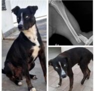 Cão Bailey, que passou por cirurgia na pata traseira, ainda precisa de cuidados pra se recuperar, em Peruíbe