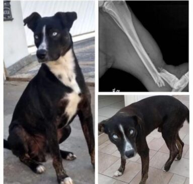Cão Bailey, que passou por cirurgia na pata traseira, ainda precisa de cuidados pra se recuperar, em Peruíbe
