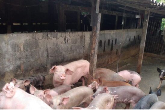 São Vicente promove frequentemente ações integradas a fim de combater áreas de risco e invasão, comércio irregular, entre outros
