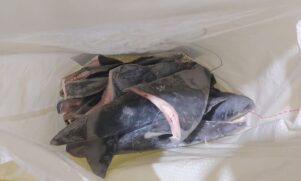 A pesca direcionada para tubarões não é permitida no Brasil