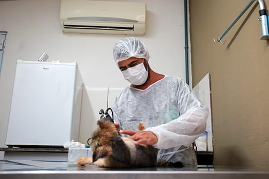 Procedimento é realizado por clínicas veterinárias credenciadas junto à Administração Municipal
