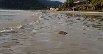 Nas imagens, é possível ver um homem tirando a tartaruga de uma caixa e colocando ela na área. Em seguida, o animal retorna ao mar.