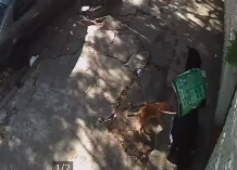 O vídeo do dia seguinte (20), mostra uma pessoa encapuzada e com óculos escuros  leva o mesmo cachorro até a porta do Instituto junto com um saco de ração premium de 15 kg.