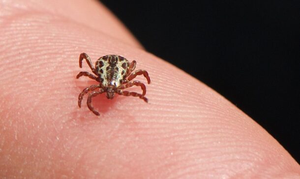 Enfermidade é causada pela bactéria Rickettsia rickettsii, transmitida por alguns tipos de carrapatos