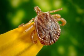 Febre maculosa é transmitida por picada de carrapato