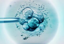 Pelo menos três times diferentes de cientistas anunciaram o desenvolvimento de modelos de embriões humanos