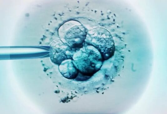 Pelo menos três times diferentes de cientistas anunciaram o desenvolvimento de modelos de embriões humanos