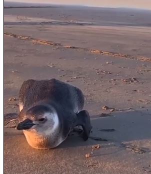 O avistamento de pinguins nesta época do ano no litoral paulista é comum devido a migração da espécie da Patagônia