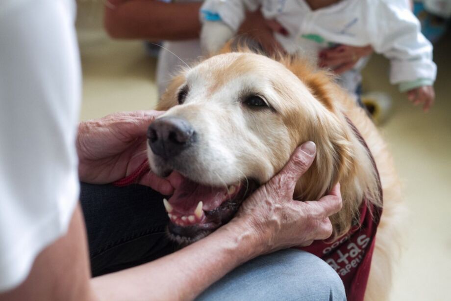 Estudo mostra que cães e gatos tem tido aumento em obesidade