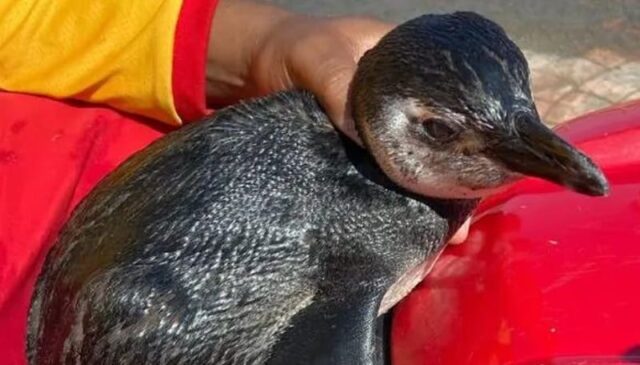 Para casos de animais marinhos encontrados na praia, os moradores podem entrar em contato com o Instituto Biopesca.