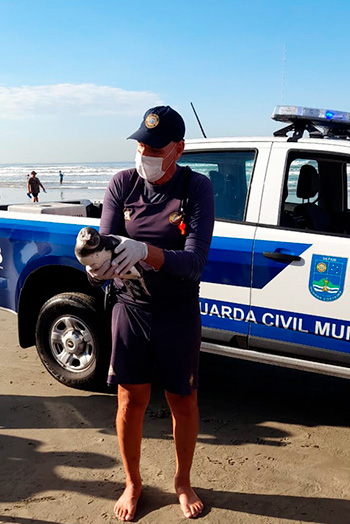 O pinguim foi encontrado na beira da água, aparentemente sem ferimentos, mas muito debilitado