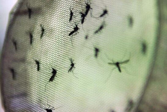 No mesmo período do ano passado, foram contabilizados 26 óbitos e 44.753 casos prováveis