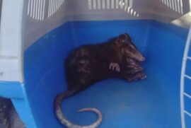 Um levantamento feito pela Guarda Civil Ambiental de São Vicente, entre os anos de 2019 e 2020, mostra que este animal liderava o ranking de salvamentos.